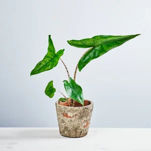 Alokazja zebrina baby (alocasia)