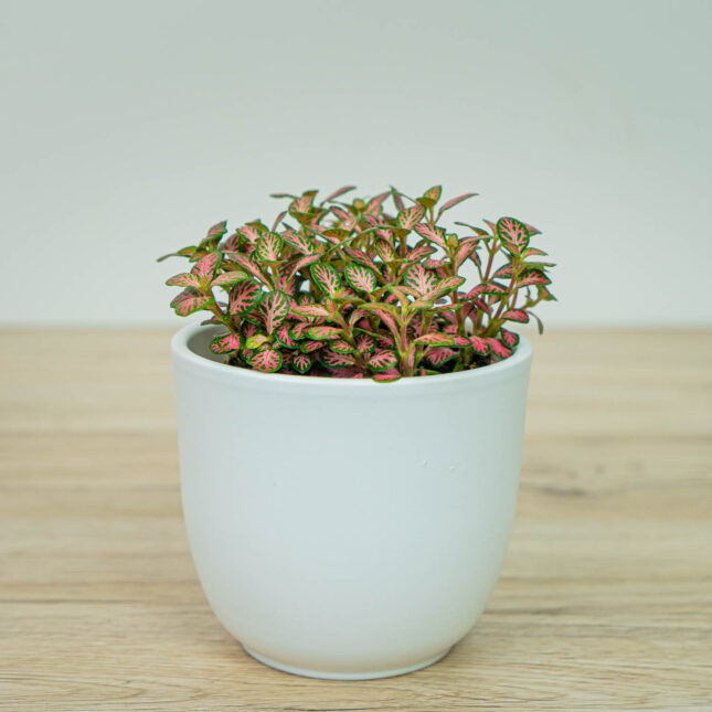 Fittonia mosaic pink forest flame Fittonia mosaic pink forest flame