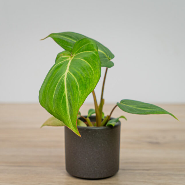 Philodendron gloriosum baby Philodendron gloriosum baby