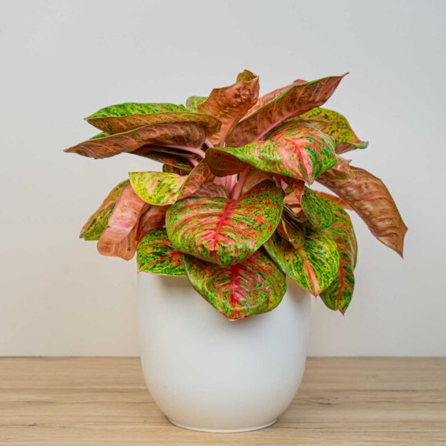 Aglaonema painted celebration Aglaonema painted celebration