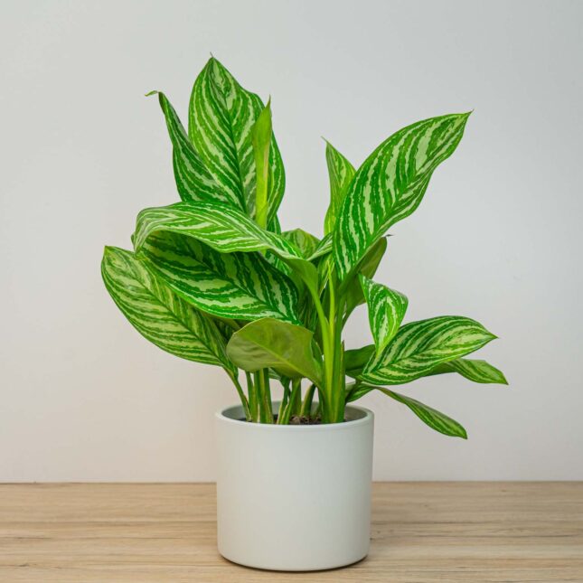 Aglaonema stripes Aglaonema stripes