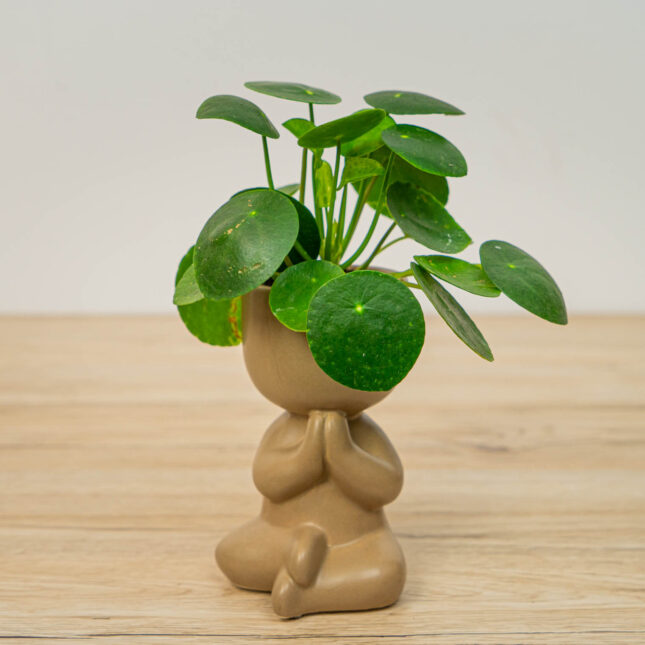 Pilea peperomioides baby (pieniążek) w osłonce mix Pilea peperomioides baby (pieniążek) w osłonce mix
