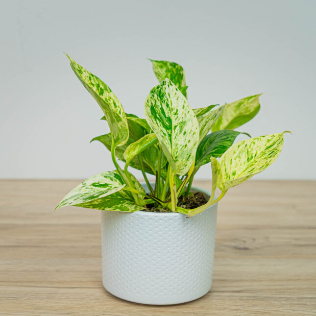 Epipremnum snow queen Epipremnum snow queen