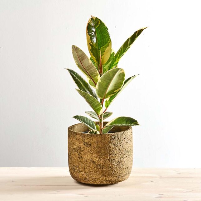 szkalrnia1k_0008_0423SZKLARNIA 175 Fikus elastica tineke (ficus)