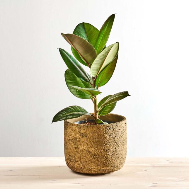 Fikus elastica robusta (ficus)