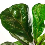 szkalrnia1k_0028_0423SZKLARNIA 155