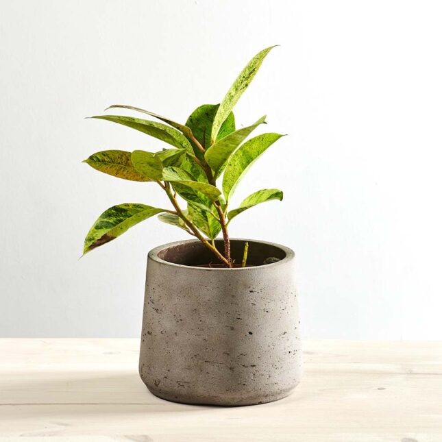 szkalrnia1k_0041_0423SZKLARNIA 142 Fikus elastica 'moonshine' shivereana (ficus)