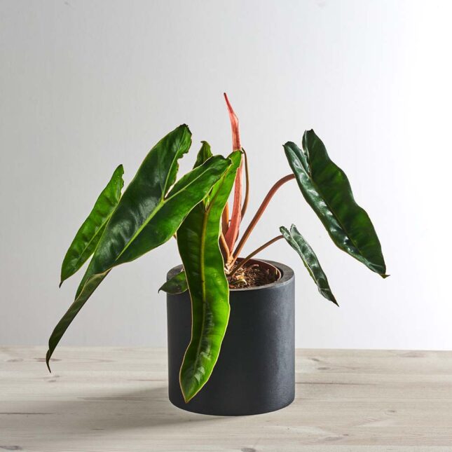 szkalrnia1k_0056_0417SZKLARNIA 56 Philodendron billietiae