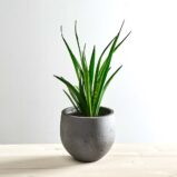 Sansevieria kirkii friends