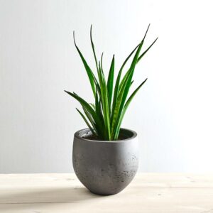 Sansevieria kirkii friends
