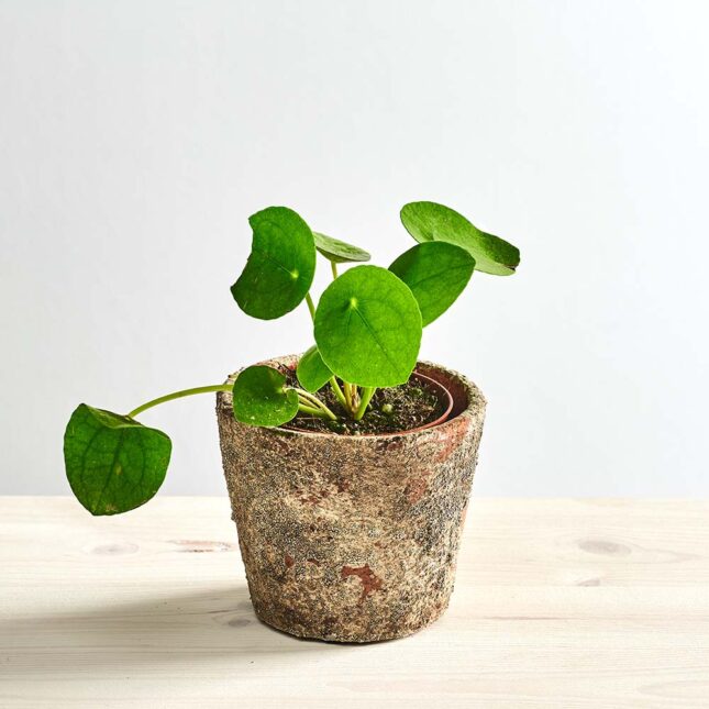 szkalrnia1k_0120_0423SZKLARNIA 60 Pilea peperomioides baby (pieniążek)
