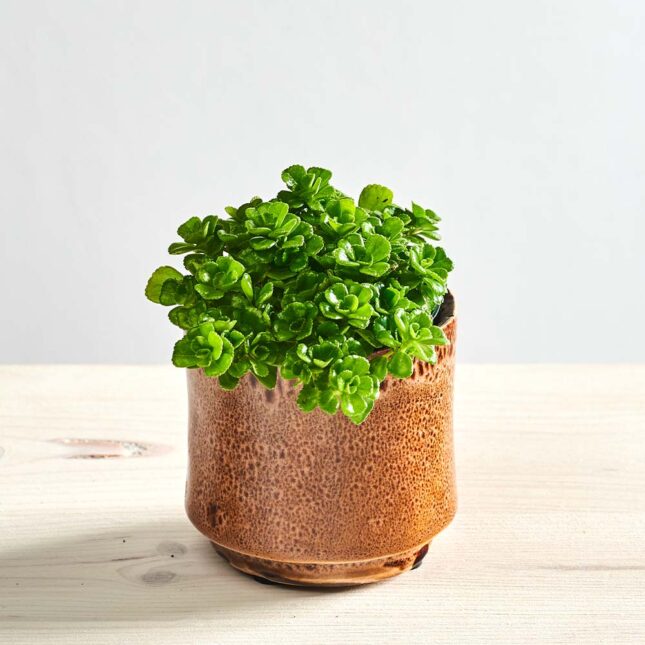 szkalrnia1k_0148_0423SZKLARNIA 29 Pilea depressa