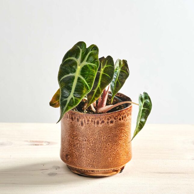 Alokazja curly bambino baby (alocasia)