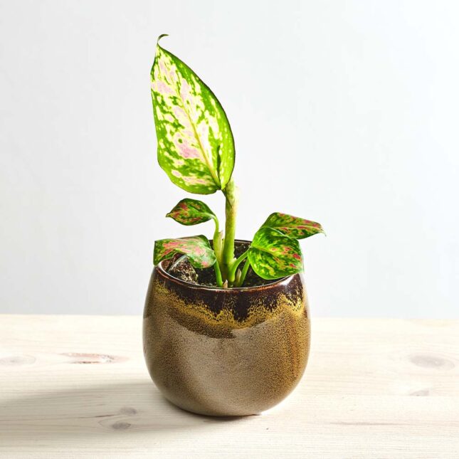 Aglaonema red valentine baby
