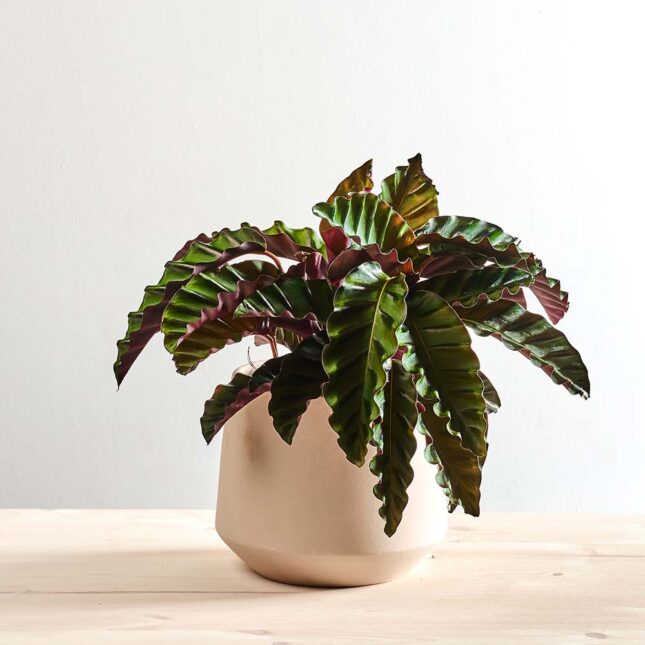 szkalrnia1k_0020_0423SZKLARNIA 163 Calathea velvet glory