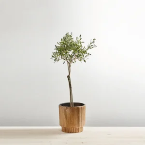 Drzewko oliwne gigant (olea europaea)