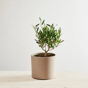 Drzewko oliwne (olea europaea) oliwka