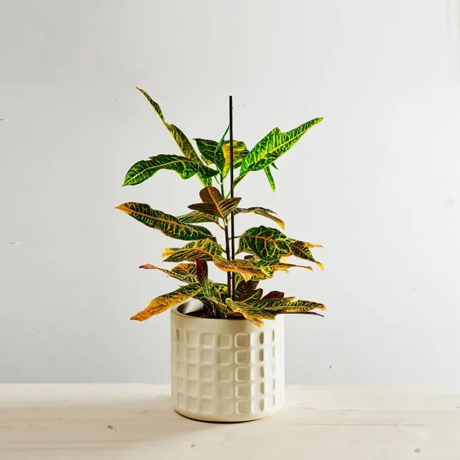 MS1k7_0057_0616SZKLARNIA 210 Codiaeum excellent (kroton)