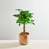 Szeflera (schefflera arboricola compacta)
