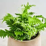 Paproć silver lady (blechnum gibbum)