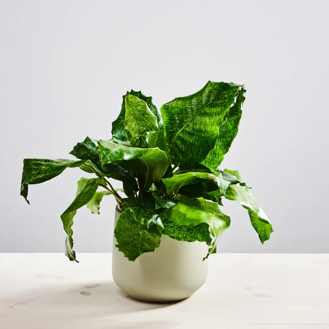 MS1k8_0240_0629SZKALRNIA 240 Calathea network
