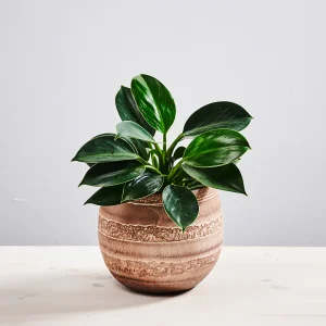 Philodendron green princess
