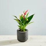 Anthurium lilli