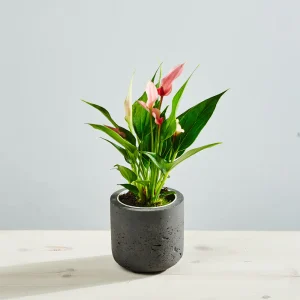 Anthurium lilli