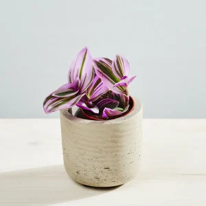 Trzykrotka nanouk baby (tradescantia albiflora)