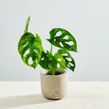 Monstera monkey mask baby