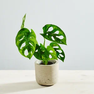 Monstera monkey mask baby