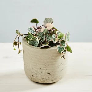 Ceropegia woodii variegata baby