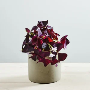 Szczawik ‘mijke’ (oxalis triangularis)