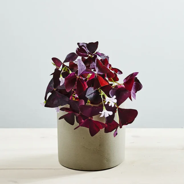 Szczawik ‘mijke’ (oxalis triangularis)