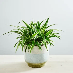 Zielistka ocean (chlorophytum comosum)