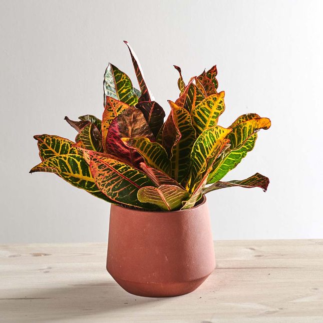 Codiaeum petra (kroton)