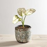Aglaonema white joy