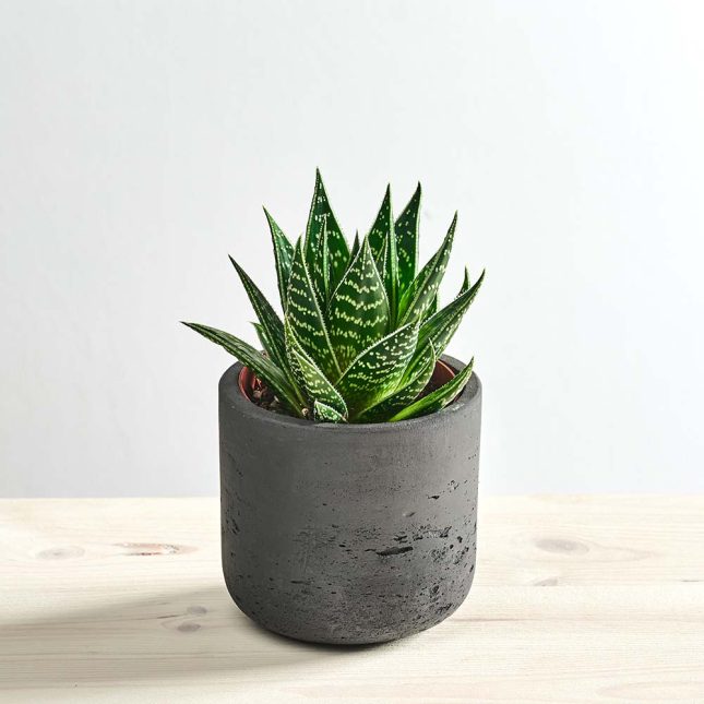 Aloes aristata tiki tahi