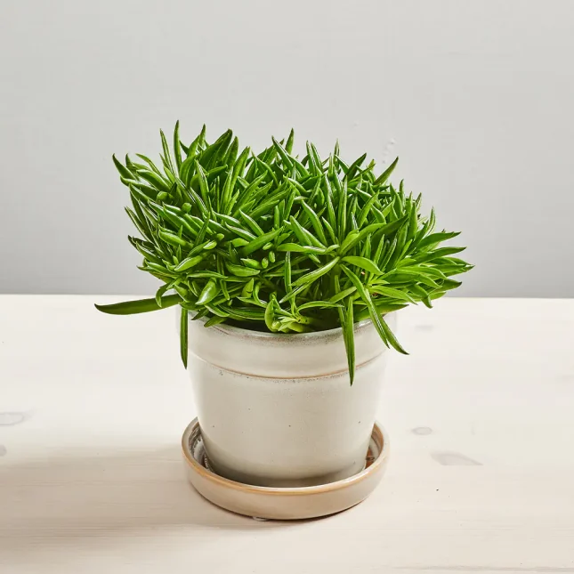 Peperomia happy bean (fereirae)