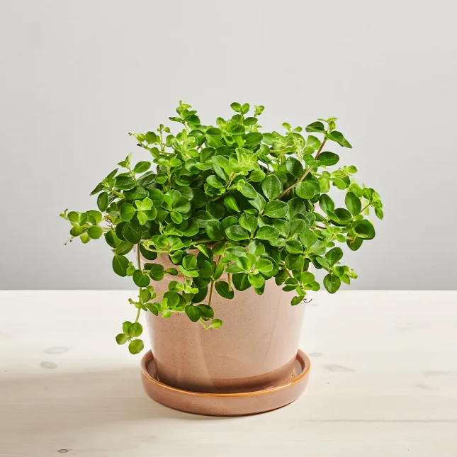 MS131k_0409_MS13 413 Peperomia rotundifolia