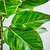 MS111k_0007_MS11 7