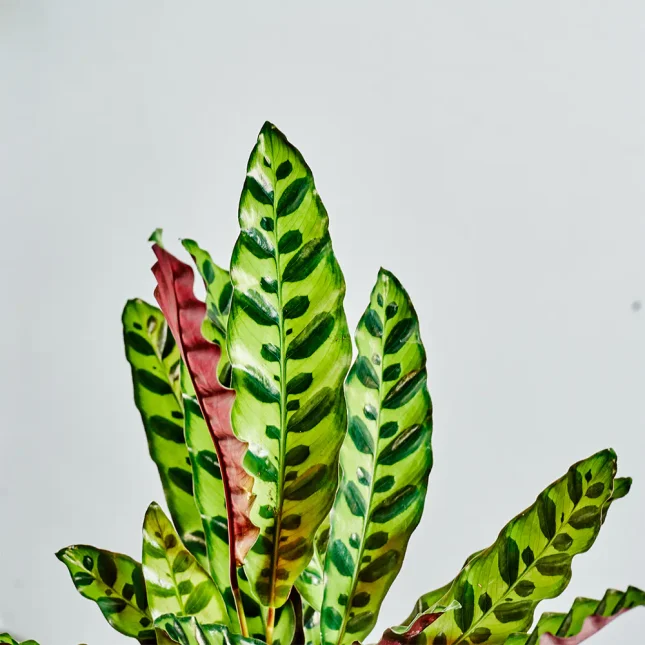 MS1k10_0016_MS10 17 MS1k10_0016_MS10 17