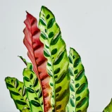 MS1k10_0017_MS10 18