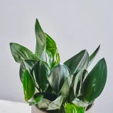 MS1k10_0089_MS10 90