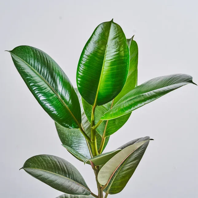 MS1k10_0109_MS10 111 MS1k10_0109_MS10 111