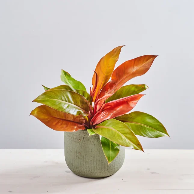 MS1k10_0124_MS10 126 Philodendron prince of orange