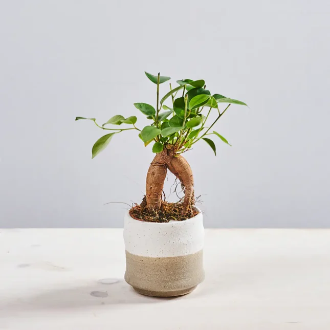 MS1k10_0172_MS10 175 Fikus microcarpa ginseng baby (ficus)