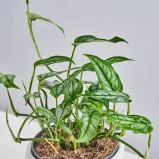 MS1k10_0182_MS10 186