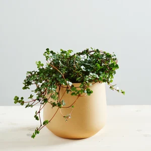 Pilea glaucophylla greyzy
