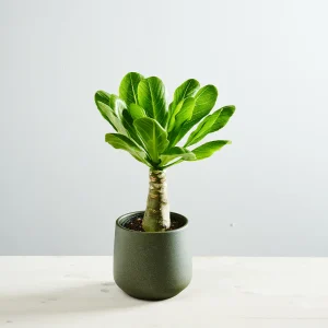 Palma hawajska (brighamia insignis)
